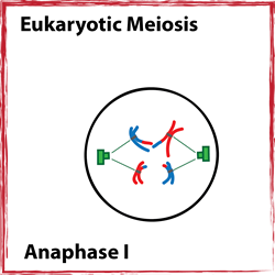 Anaphase I